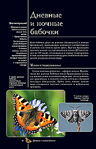 Butterflies. An Illustrated Guide